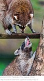 Positive and Negative Arguments